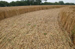 Avebury Henge, Wiltshire crop circle, aerial photo 50