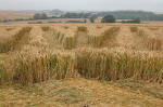Avebury Henge, Wiltshire crop circle, aerial photo 57
