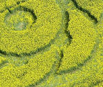 Golden Ball Hill, Wiltshire crop circle, aerial photo 4