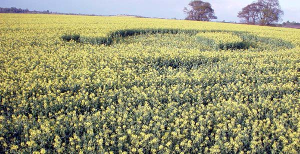 Gotham Farm, Oxfordshire crop circle, aerial photo 3