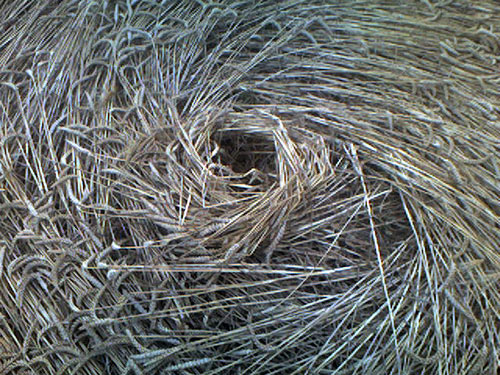 Houndean Bottom, Sussex crop circle, aerial photo 10