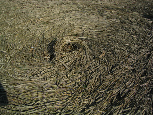 Houndean Bottom, Sussex crop circle, aerial photo 5