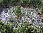Hundred Acres (East Field), Wiltshire crop circle, aerial photo 13