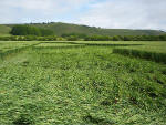 Hundred Acres (East Field), Wiltshire crop circle, aerial photo 14