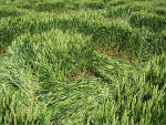 Hundred Acres (East Field), Wiltshire crop circle, aerial photo 10