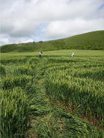 Hundred Acres (East Field), Wiltshire crop circle, aerial photo 25