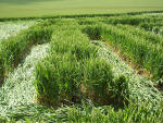 Hundred Acres (East Field), Wiltshire crop circle, aerial photo 16