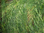 Hundred Acres (East Field), Wiltshire crop circle, aerial photo 19