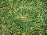Hundred Acres (East Field), Wiltshire crop circle, aerial photo 23