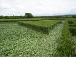 Hundred Acres (East Field), Wiltshire crop circle, aerial photo 18