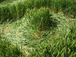 Hundred Acres (East Field), Wiltshire crop circle, aerial photo 24