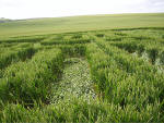 Hundred Acres (East Field), Wiltshire crop circle, aerial photo 15