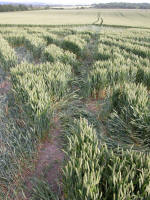 Hundred Acres (East Field), Wiltshire crop circle, aerial photo 44