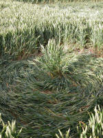 Hundred Acres (East Field), Wiltshire crop circle, aerial photo 35