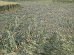 Hundred Acres (East Field), Wiltshire crop circle, aerial photo 37