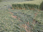 Hundred Acres (East Field), Wiltshire crop circle, aerial photo 39
