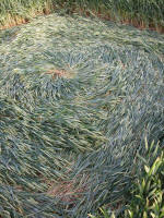 Hundred Acres (East Field), Wiltshire crop circle, aerial photo 41