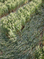 Hundred Acres (East Field), Wiltshire crop circle, aerial photo 43