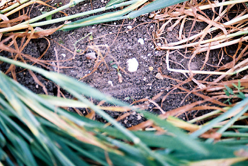 Hundred Acres (East Field), Wiltshire crop circle, aerial photo 57
