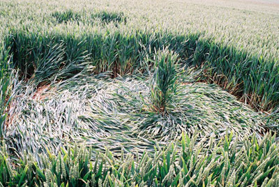 Hundred Acres (East Field), Wiltshire crop circle, aerial photo 58