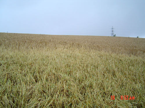 Maple Cross, Hertfordshire crop circle, aerial photo 2