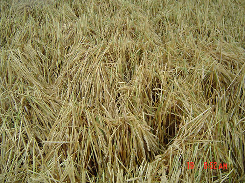 Maple Cross, Hertfordshire crop circle, aerial photo 3