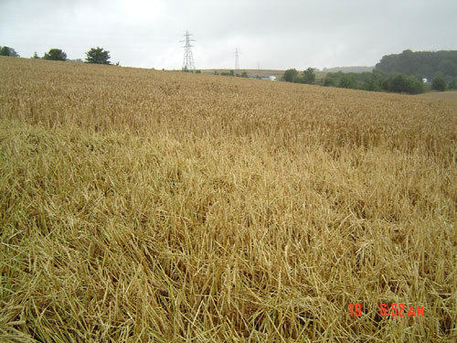 Maple Cross, Hertfordshire crop circle, aerial photo 4