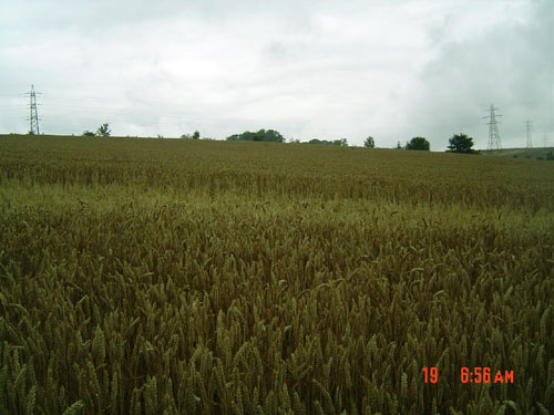 Maple Cross, Hertfordshire crop circle, aerial photo 5