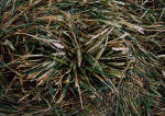 Marden, Wiltshire crop circle, ground photo 11