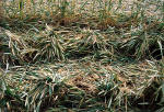 Marden, Wiltshire crop circle, ground photo 12