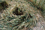 Marden, Wiltshire crop circle, ground photo 13