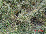 Marden, Wiltshire crop circle, aerial photo 15