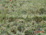 Marden, Wiltshire crop circle, aerial photo 17