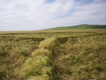 Milk Hill, Wiltshire crop circle, aerial photo 25