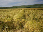 Milk Hill, Wiltshire crop circle, aerial photo 26