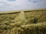 Milk Hill, Wiltshire crop circle, aerial photo 27