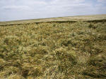 Milk Hill, Wiltshire crop circle, aerial photo 28