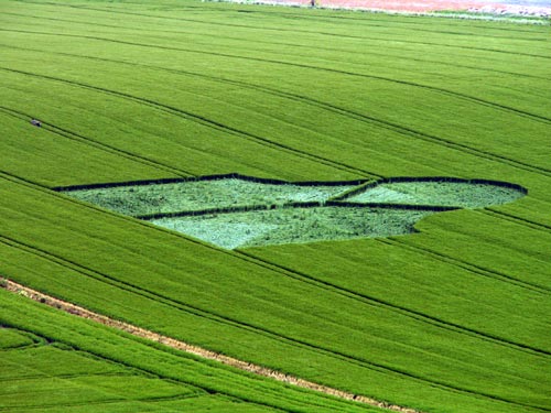 Milk Hill, Wiltshire crop circle, aerial photo 4
