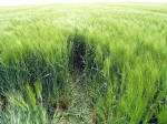 Milk Hill, Wiltshire crop circle, aerial photo 9