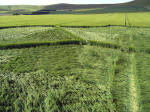 Milk Hill, Wiltshire crop circle, aerial photo 11