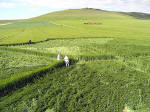 Milk Hill, Wiltshire crop circle, aerial photo 12