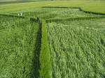 Milk Hill, Wiltshire crop circle, aerial photo 14