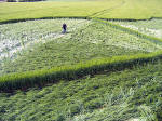 Milk Hill, Wiltshire crop circle, aerial photo 13