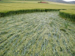 Milk Hill (2), Wiltshire crop circle, aerial photo 4
