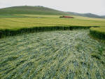 Milk Hill (2), Wiltshire crop circle, aerial photo 7