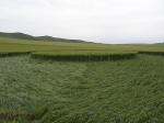 Milk Hill (2), Wiltshire crop circle, aerial photo 5
