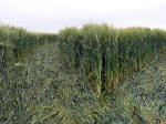 Milk Hill (2), Wiltshire crop circle, aerial photo 6