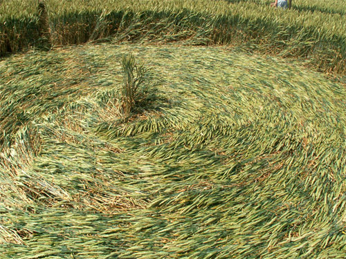 Milk Hill (3), Wiltshire crop circle, aerial photo 8