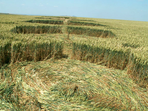 Milk Hill (3), Wiltshire crop circle, aerial photo 15