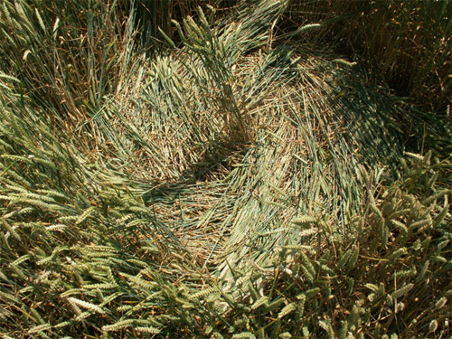 Milk Hill (3), Wiltshire crop circle, aerial photo 17